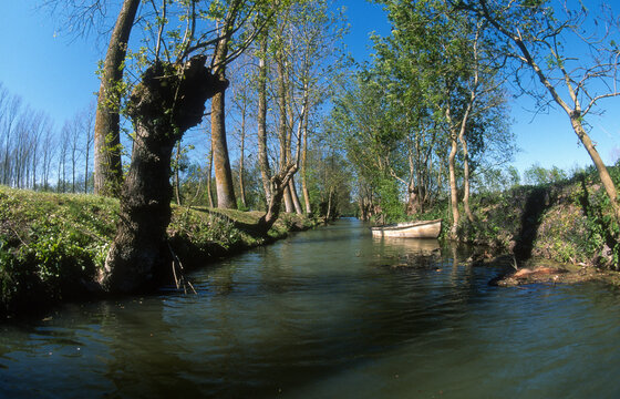 Fraximus excelsior, Fr&eacute;ne commun , taille t&eacute;tard, Marais Poitevin , 85, France