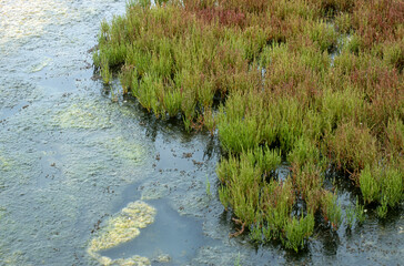 Salicorna europaea, Salicorne,  Marais salant, Guérande, 44, Loire Atlantique, France