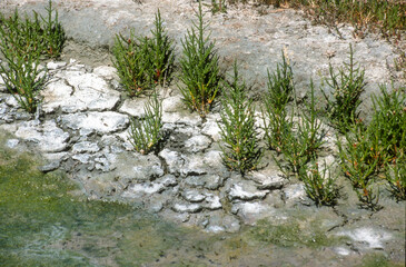Salicorna europaea, Salicorne,  Marais salant, Guérande, 44, Loire Atlantique, France