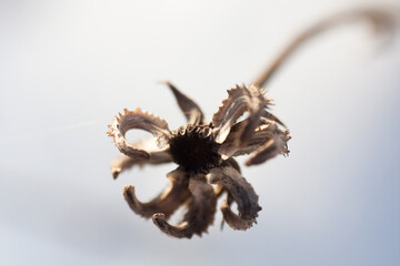 close-up of a flower, blurred background
