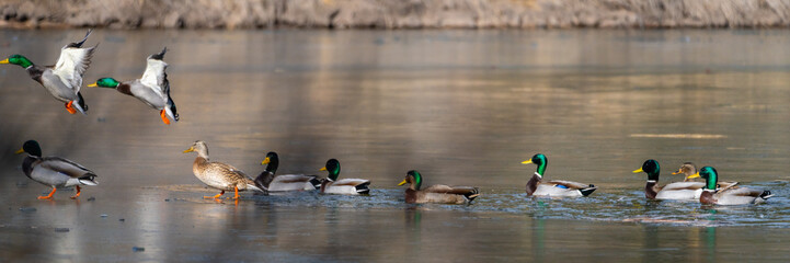 Wild Ducks and Waterfowl in Northern Arizona. Birds stopping through for winter. - Powered by Adobe