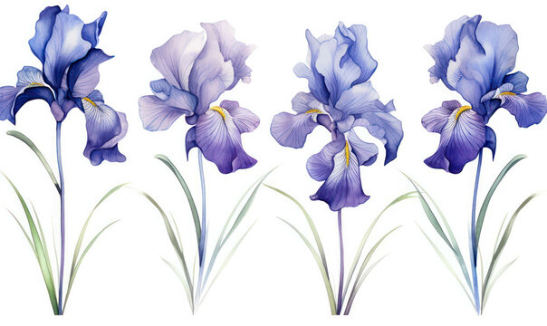 Nature iris purple blooming flowers plant floral spring blossom background watercolor summer