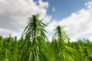 Cannabis, hemp plants on field with clouds on sky on background