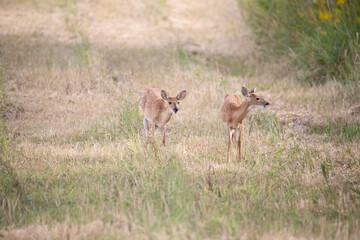 Fawns
