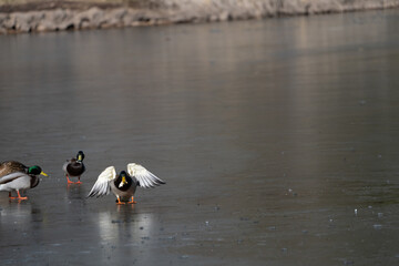 Wild Ducks and Waterfowl in Northern Arizona. Birds stopping through for winter.