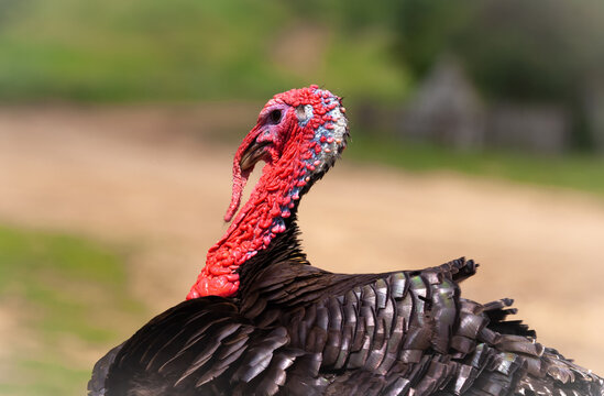 A big angry turkey walks along the road in a village in the summer, a male bird.