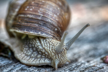 Helix pomatia also Roman snail or burgundy snail