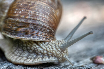 Helix pomatia also Roman snail or burgundy snail