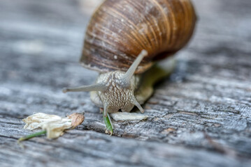 Helix pomatia also Roman snail or burgundy snail