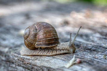 Helix pomatia also Roman snail or burgundy snail