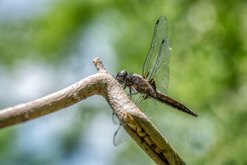 Immature Common darter Dragon fly