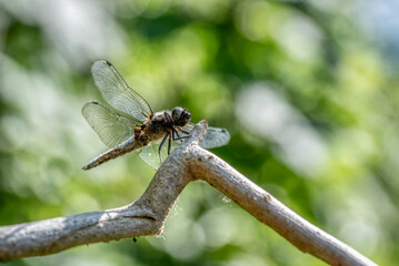 Immature Common darter Dragon fly