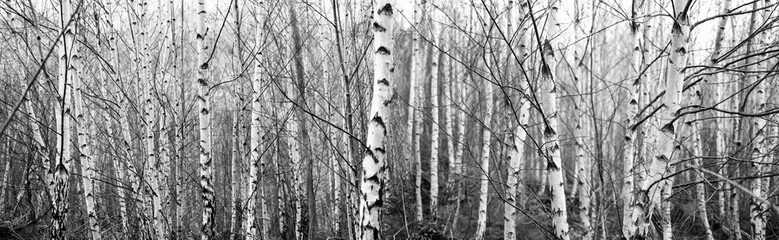 Panoramic wide angle background of birch tree trunks (Betula). Grey scale pattern with typical...