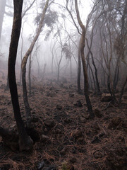 the abandoned destroyed forest in the fog