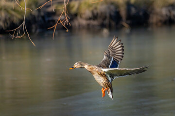 Fototapeta premium Wild Ducks and Waterfowl in Northern Arizona. Birds stopping through for winter.