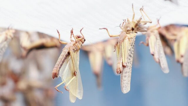 Grasshoppers (Locust, Patanga) eating green grass and interbreed. Scene of insects life in the organic farm. Animal with nature and environmental concept.
