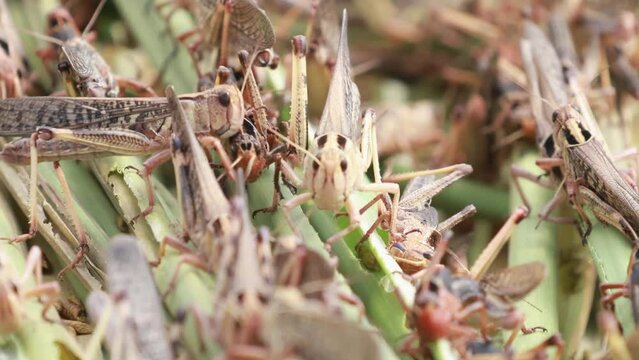 Grasshoppers (Locust, Patanga) eating green grass and interbreed. Scene of insects life in the organic farm. Animal with nature and environmental concept.