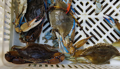 A catch of blue crabs in a basket. Callinectes sapidus.