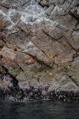 Ballestas Islands, Peru