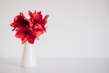 Beautiful fresh red amaryllis flower in full bloom in vase against white background. Place for text. Minimalist Christmas still life. Winter holidays symbol and popular natural decor for home. - obrazy, fototapety, plakaty
