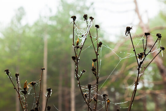 Spider web on the branches of a bush.
