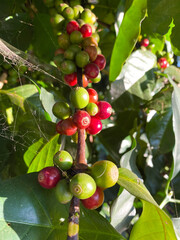 Coffee beans grow in the morning.