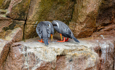 Ballestas Islands, Peru