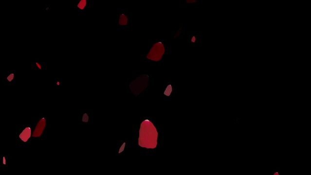 beautiful rose petals falling on black background