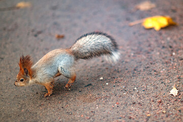 Red squirrel in the autumn forest in its natural habitat . Portrait of a squirrel close up. The forest is full of rich warm colors.