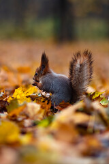 Red squirrel in the autumn forest in its natural habitat . Portrait of a squirrel close up. The forest is full of rich warm colors.