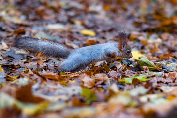 Red squirrel in the autumn forest in its natural habitat . Portrait of a squirrel close up. The forest is full of rich warm colors.