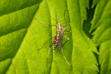 Mosquito resting on a green leaf after drawing blood with copy space