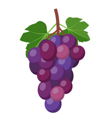 Bunch of purple grapes with stem and leaf. Vector illustration.