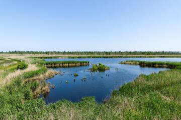 Naturschutzgebiet Anklamer Stadtbruch im Frühjahr