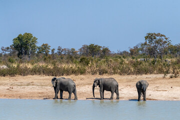 Obraz premium Telephoto shot three African Elephants -Loxodonta Africana- standing near a waterhole in Botswana