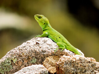 Lagartija tomando sol en una roca