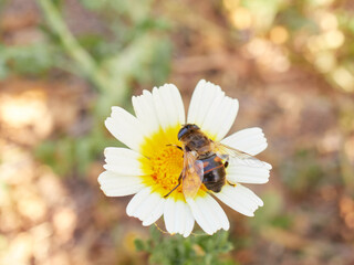 Pollinating fly on a flower.