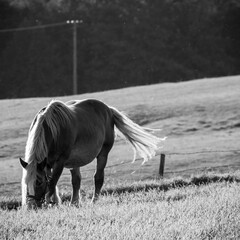 Postawny koń na wsi w czerni i bieli