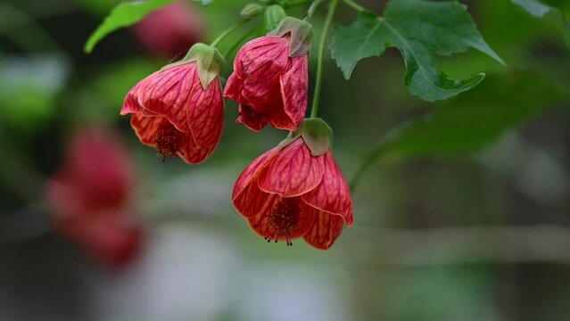 Lantern flowers . Lantern flowers Beautiful bright red flowers of abutilon pictum. Redvein Abutilon. Abutilon  bloom in the garden. 