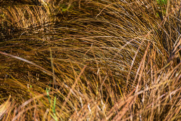 Bronze hair sedge. Carex comans Bronze Form. Carex comans Bronze-Leaved. New Zealand Hair Sedge.  Bronze hair sedge ornamental grass. Carex growing in fall garden 
