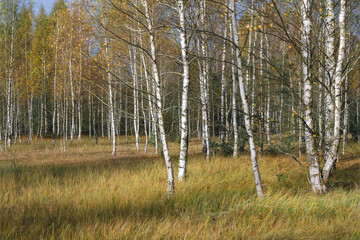 Birch grove on a sunny autumn day