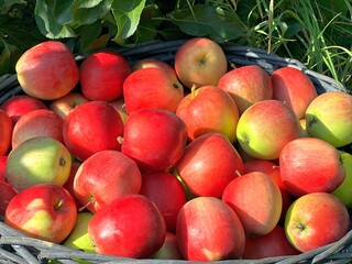 Basket of red ripe apples fruits in the orchard