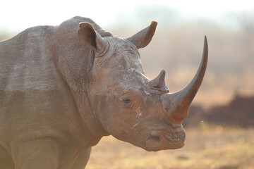 Portrait of a white rhino with its horn