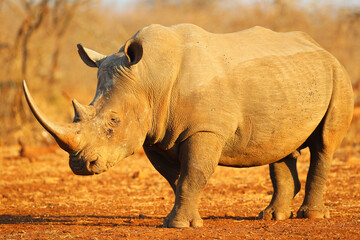 Obraz premium Portrait of a white rhino with its horn
