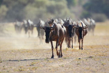 Herd of wildebeest walking in a line, kicking up dust in the desert