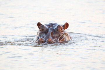 Dangerous hippo peaking out of dam water