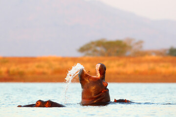 Hippo yawning in a dam near its pod