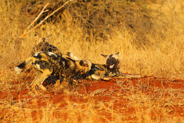 Wild dog pack playing in the early morning
