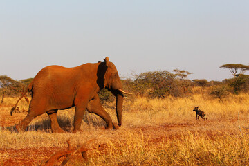 Endangered painted wolf upsetting large African elephant