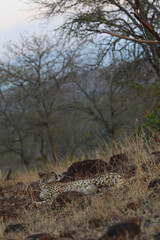 Endangered African cheetah resting at dusk